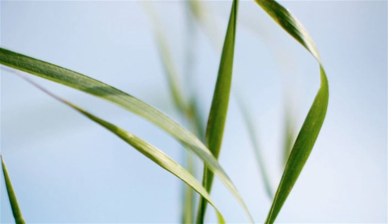 Klippo Pro 21 SH Classic Tondeuses