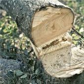 Husqvarna 530IPX Elagueuses sur perche Husqvarna 530IPX Elagueuses sur perche