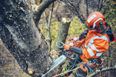 Husqvarna 560 XPG Mark II Tronçonneuse Husqvarna 560 XPG Mark II Tronçonneuse